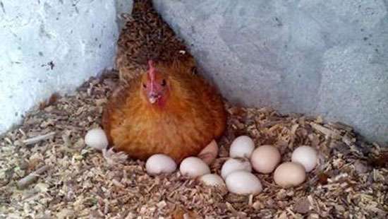 If govt. doesn’t intervene, entire poultry industry will collapse by April