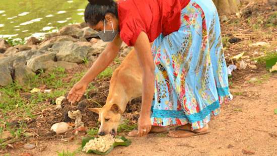 Feeding stray dogs