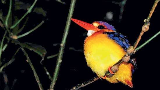 Team of young researchers produce….. A backyard Biodiversity breakthrough in Rambukpitiya