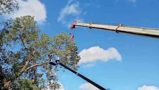 Falling trees in Colombo: A hidden danger amid nature’s gift