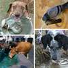 Public urged to provide water access to animals