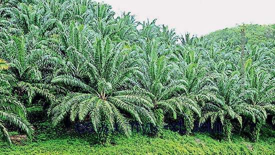 Govt.’s stance on palm oil could deter investments into agriculture sector