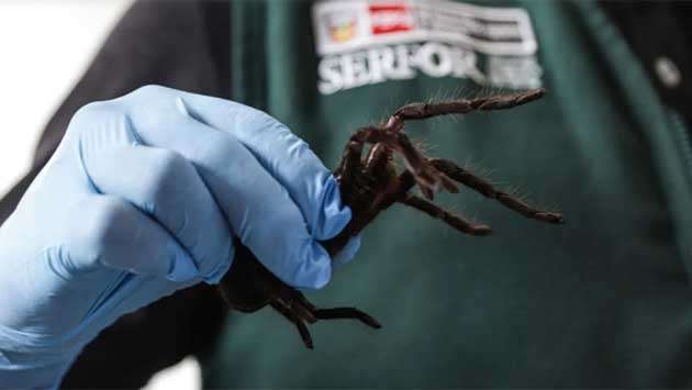 Smuggler arrested with 300 tarantulas strapped to his body