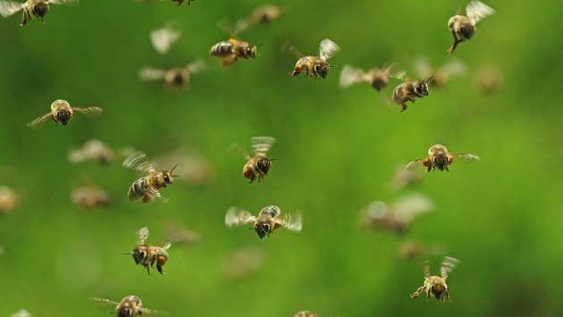Schoolboy dies in wasp attack at Pussellawa