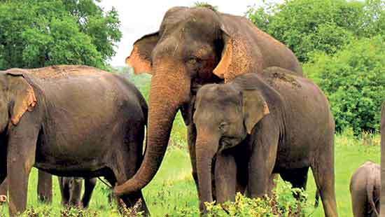 Animal activists ask govt. to Adopt scientific methods