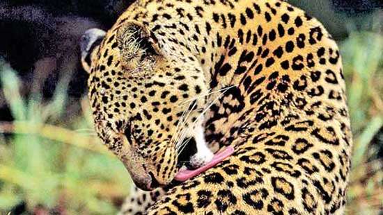 Conservationists take lead to raise awareness on protecting Sri Lankan  leopard