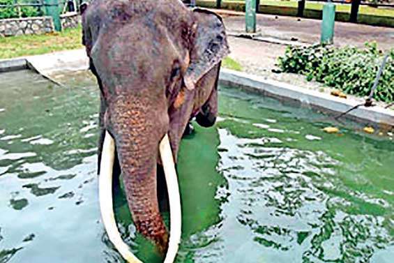 Tusker donated by Thailand shifted to  Dehiwala Zoo due to harassment