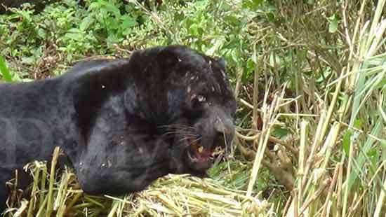 Black leopard trapped in snare rescued