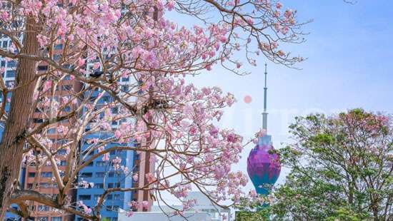 Colombo blossoms