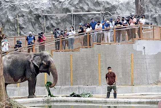 World’s ‘saddest elephant’ Mali dies in Manila Zoo Manila to ask SL for a replacement