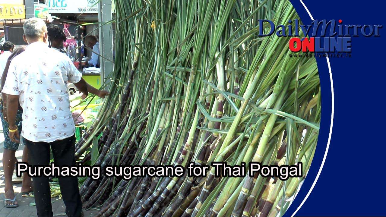 Purchasing sugarcane for Thai Pongal