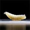 US plans to fight flesh-eating screwworm outbreak with flies and dogs