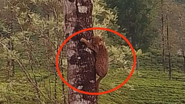 Leopard cub spotted climbing tree to escape dogs in Bogawantalawa