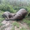 Wild elephant, calf electrocuted in Okkampitiya