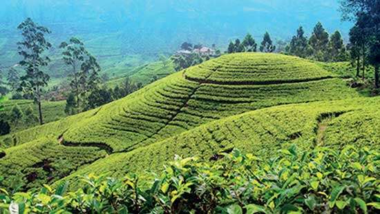 Colombo Tea Auction offering drops to 4.9 MnKgs this week