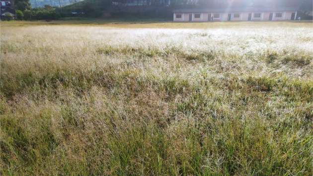 Frost hits central hills following Cyclone Ditwah