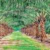 Government delays decision on future of oil palm cultivation