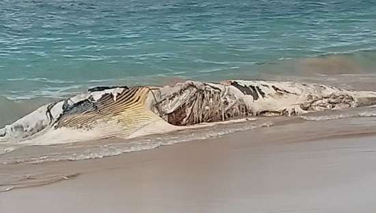 A blue whale washed ashore