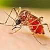Over 500 GN divisions in 14 districts declared high-risk dengue zones