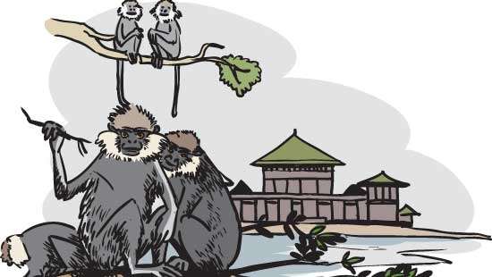 Monkeys in the Capital