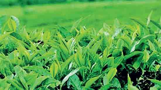 Tea auction steady despite lower volumes this week