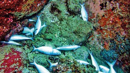 ‘Spike in blast fishing’ poses renewed threats to Sri Lanka’s marine ecosystems