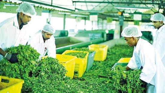 Tea industry eyes recovery in 2021 after lukewarm 2020