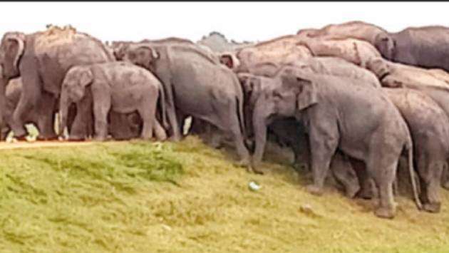 Are our elephants safe?