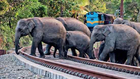 The new wildlife underpass at Galgamuwa: Solution for the Human-Elephant Conflict?