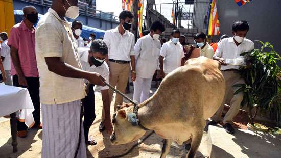 Saving cattle...