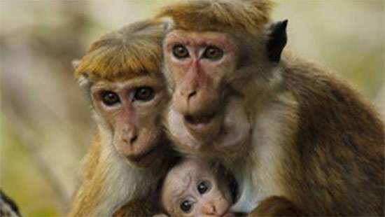 Rights activists worry Lankan toque macaque may end up in labs in China