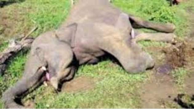 Environment Ministry calls for CID probe into elephant shootings