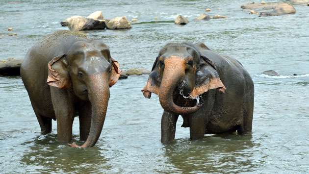 Gentle giants roam freely