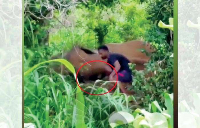 Probe into video of youth touching sleeping wild elephant