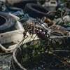 31,000 premises inspected in dengue drive; 1,864 found with larvae