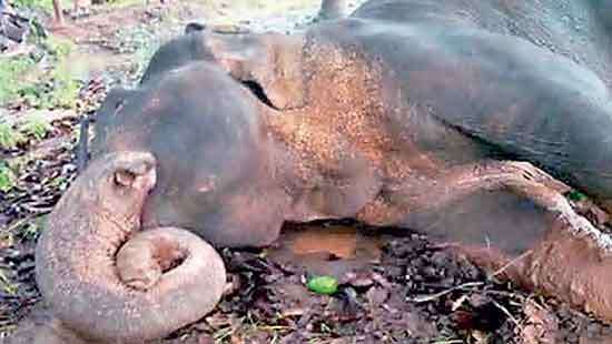 Injured wild elephant burnt alive in Mihintale