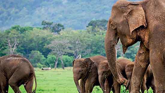 The World Through a Nose: How Elephants Smell Their Way to Survival