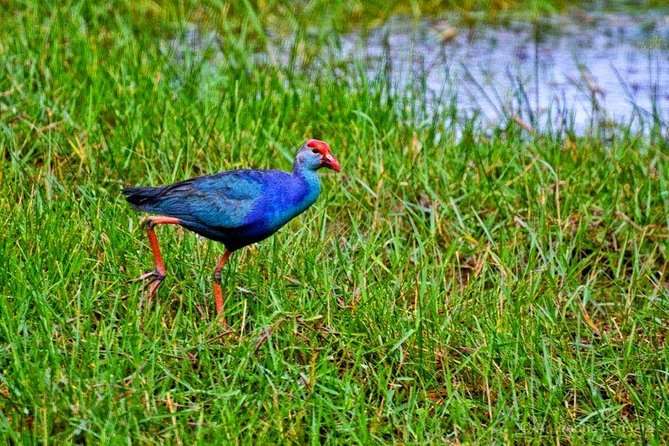 Muthurajawela to be declared as Ramsar wetland