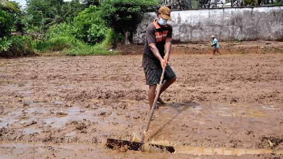 Adhering to health rules in paddy field