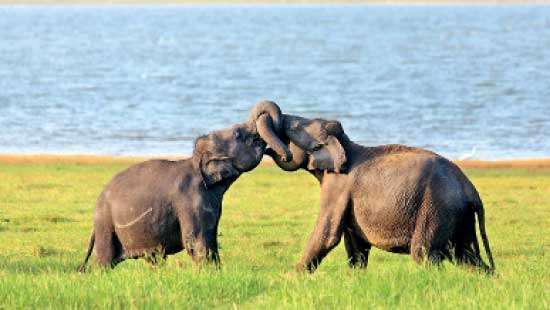 Sri Lanka - Home To The Largest ASIAN ELEPHANT GATHERING but for how long?