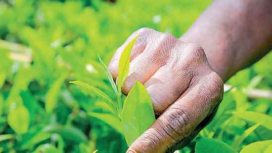 Colombo Tea Auction offering this week sees less demand and declining trend in prices