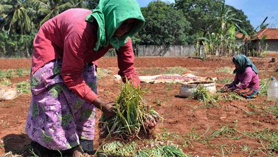 Harvesting red onion...