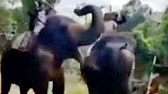 Safari elephant turns aggressive attacks and kills Mahout