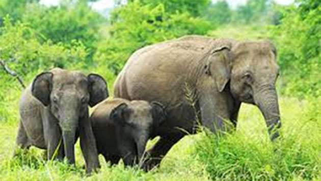 Sri Lanka moves to strengthen regulation and welfare of captive elephants - Breaking News