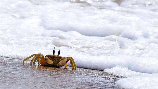 Googly-eyed crabs at sunrise...