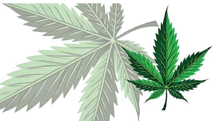 Government to open cannabis cultivation project to local investors