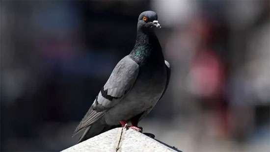 India releases pigeon accused of spying for China