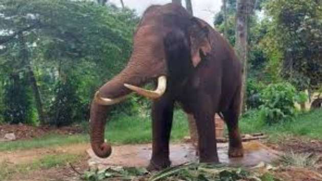 Political conspiracy behind return of Thai-gifted elephants, says minister