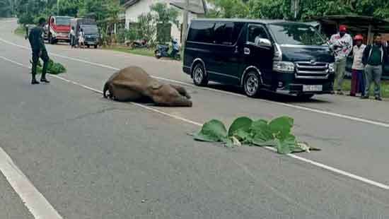 Elephant calf killed  in road accident