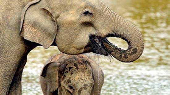 Cinnamon Hotels & Resorts launches  Wildlife Festival in UK